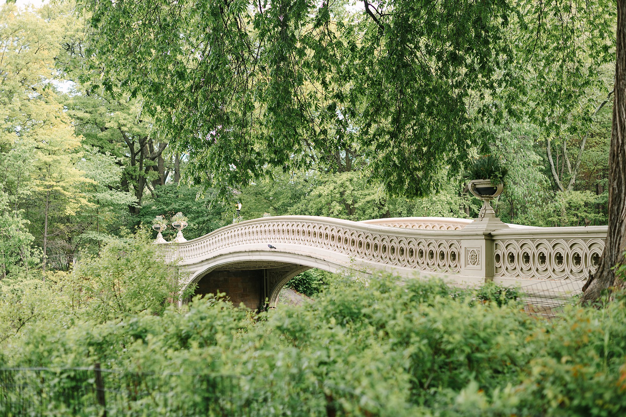 Bow Bridge in Central Park NYC